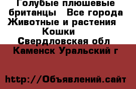 Голубые плюшевые британцы - Все города Животные и растения » Кошки   . Свердловская обл.,Каменск-Уральский г.